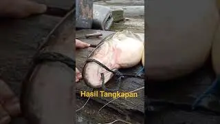 #Tapahfish