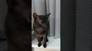 Котиков вам в ленту😼