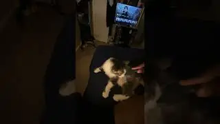 Diesel loves being brushed.