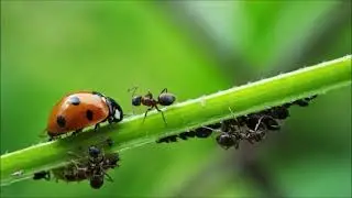 Plantas que nos ayudan a controlar plagas de forma ecológica