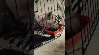 My Thai Ridgeback dog eating so lazy