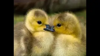My Favourite Day With You - Free to Use Music