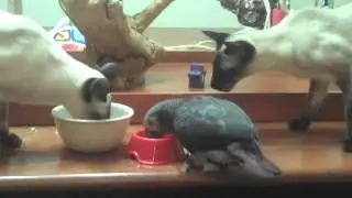 Supper Time for Siamese Cats & African Gray Bird