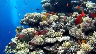 Trip and Diving in Sharm El Sheikh -whith sj4000