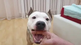 Стафф убийца не послушный))