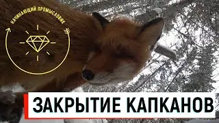 ЗАКРЫТИЕ КАПКАНОВ//5 СОБОЛЕЙ И ЛИСА//ЗАГОТОВКА ЛЕСА