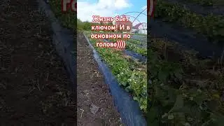 Новые посадки клубники. Новинки сезона