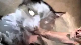 кокашь хочет кота