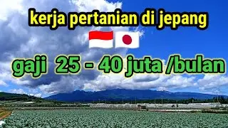 gaji kerja pertanian di jepang!! #tokuteiginou #magang #pertanianjepang