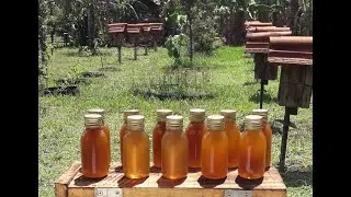 Colheita mel de Jatai