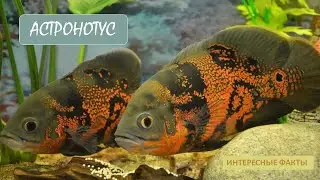 АСТРОНОТУС🐟/Животные life/Рыбы/Животные/Интересные факты