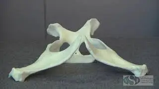 VSI Equine Theriogenology Model: Reproductive Tract Assembly Removal