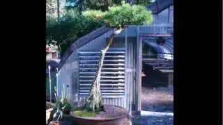 flat-top bald cypress as a style of bonsai