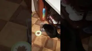 Боня в шоке, где кровать