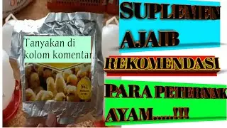 cara (brooding) cepat lepas pemanas,simak sampai habis.