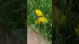 Бал корты бал җыя #авылда