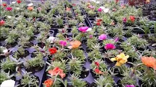 Ассортимент однолетней рассады на 1 июня