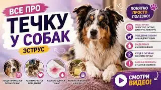 Что такое течка, как пережить эструс