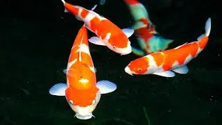расслабляющее видео, карпы кои для медитации прекрасная восточная музыка 
