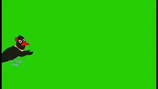 green screen crow/green screen crow walking/green screen crow video/ কাক ভিডিও