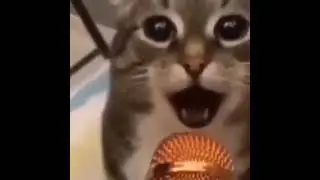 Давай давай в микрофон поори НАША РАША ДЕРЖАВА НАША #shorts #memes #meme #cats #мемы #мем