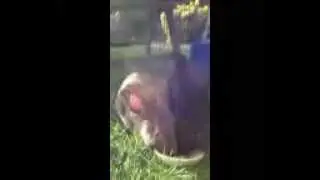 BUNNIES EATING NUM NUMS!