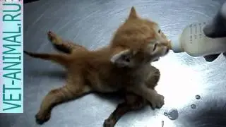 Шестиногий котенок кушает из соски молоко