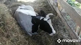 Про тяжёлые отел коровы.