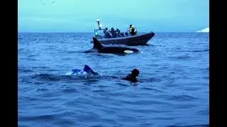 Swimming with orcas in Norway (Skjervoy)