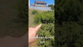 Подбор участка для строительства в Севастополе. #shorts #севастополь #участок #можжевельник #крым