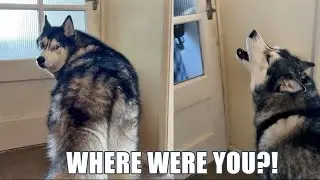 When My Husky’s Nan Returns After 4 Days Away!