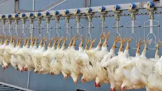 How do poultry farms in the United States manage to produce millions of organic chickens a year?