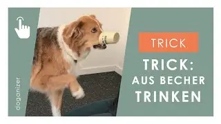 Hund Trick beibringen | aus Becher trinken | lustiger Hundetrick