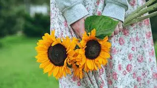 Fotos de Girasoles Hermosos