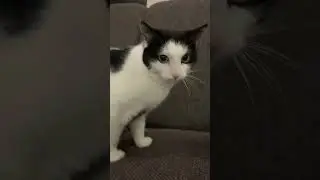 Süße Katze