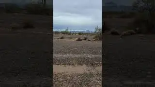 Rain In The Desert