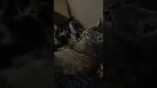 Котята растут