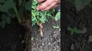 Снимаем окулировочную плёнку с шиповника