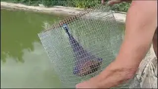 Самоловка на собственном пруду!