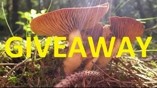 CLOSED !! GIVEAWAY!! 1500 subscribers !
