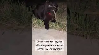 Котики 🐈 Совет на миллион!!! #cat #кот #мем #catmusic #юмор #приколы #ytshorts #котики #советы