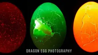 Dragon Egg Photography