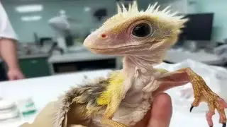 CHINESE SCIENTISTS CLONE DRAGONS  - real or fake?