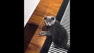 Котик Мармока ❤