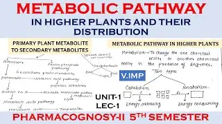 Metabolic Pathway in higher plant | Primary and secondary plant metabolites | Pharmacognosy-2 | U-1
