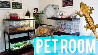 Pet Room Tour 2017 | Reptile Room Tour