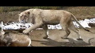 Пещерный лев.Факты про млекопитающее