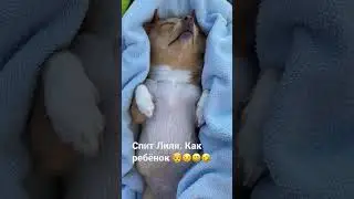 Приколы с чихуахуа 