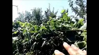 Результат подвязки огурцов