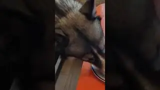Сметана, сметаночка!